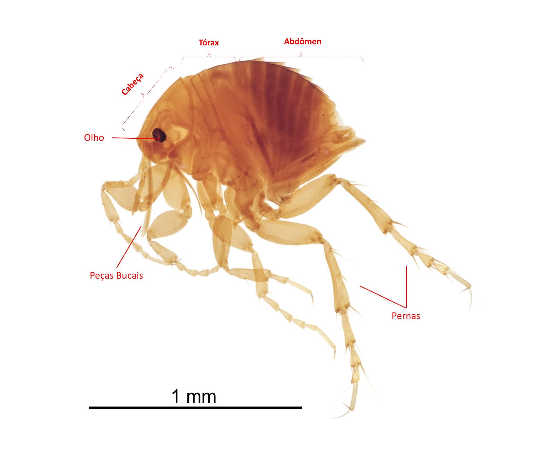 Bicho-do-pé ou Bicho geográfico