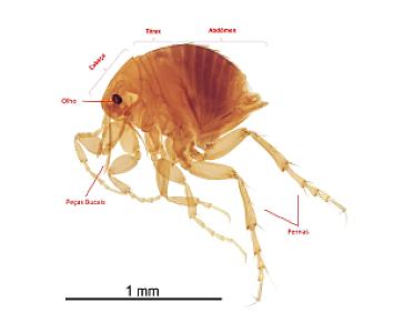 Bicho-do-pé ou Bicho geográfico