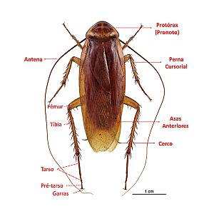 Barata