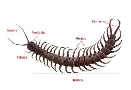Centopeia-gigante-da-Amazônia