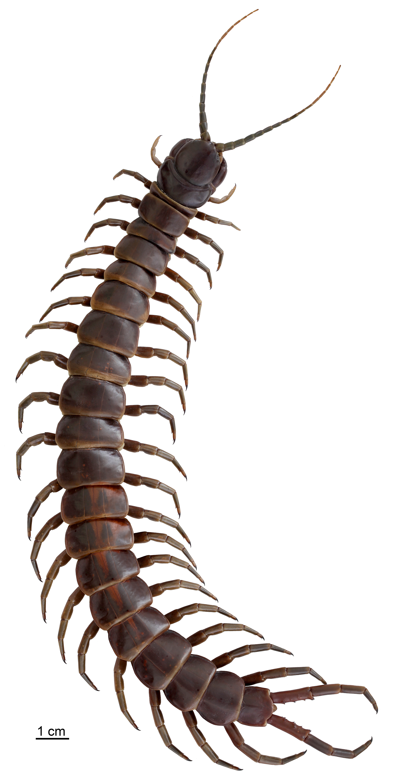 Centopeia-gigante-da-Amazônia