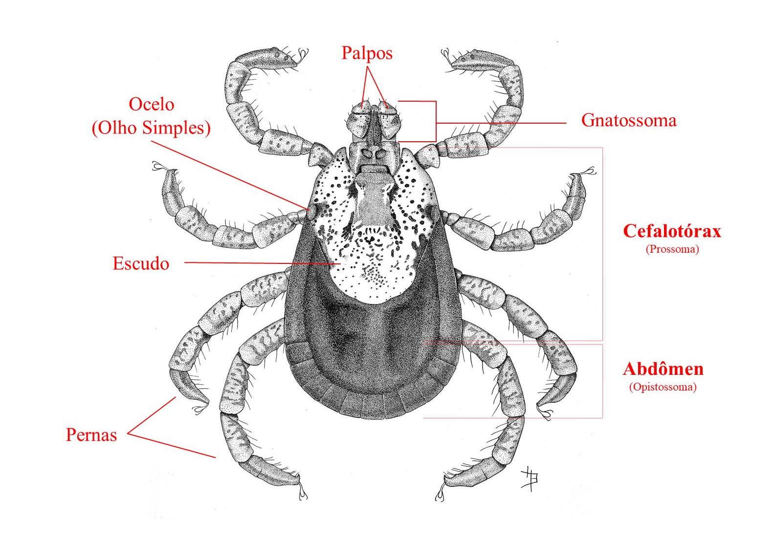Carrapato