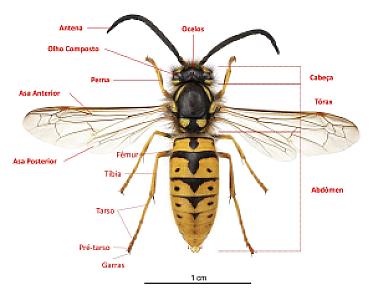 Vespa germânica
