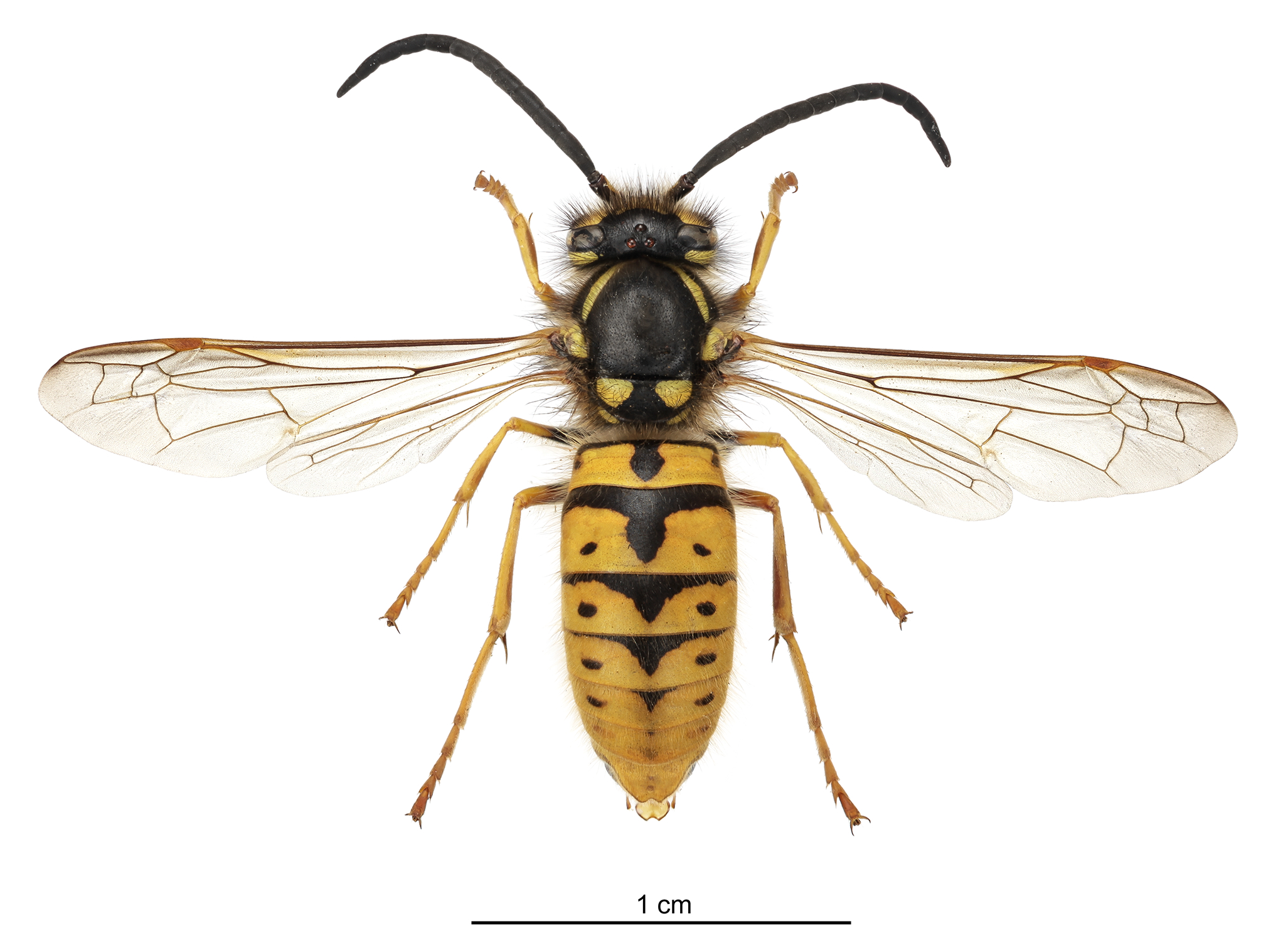 Vespa germânica