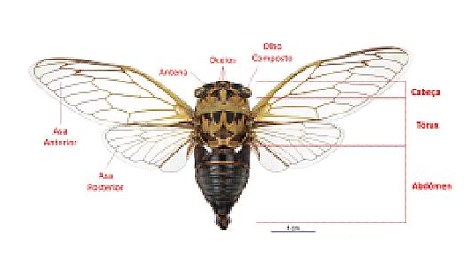 Cigarra