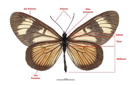 Borboleta
