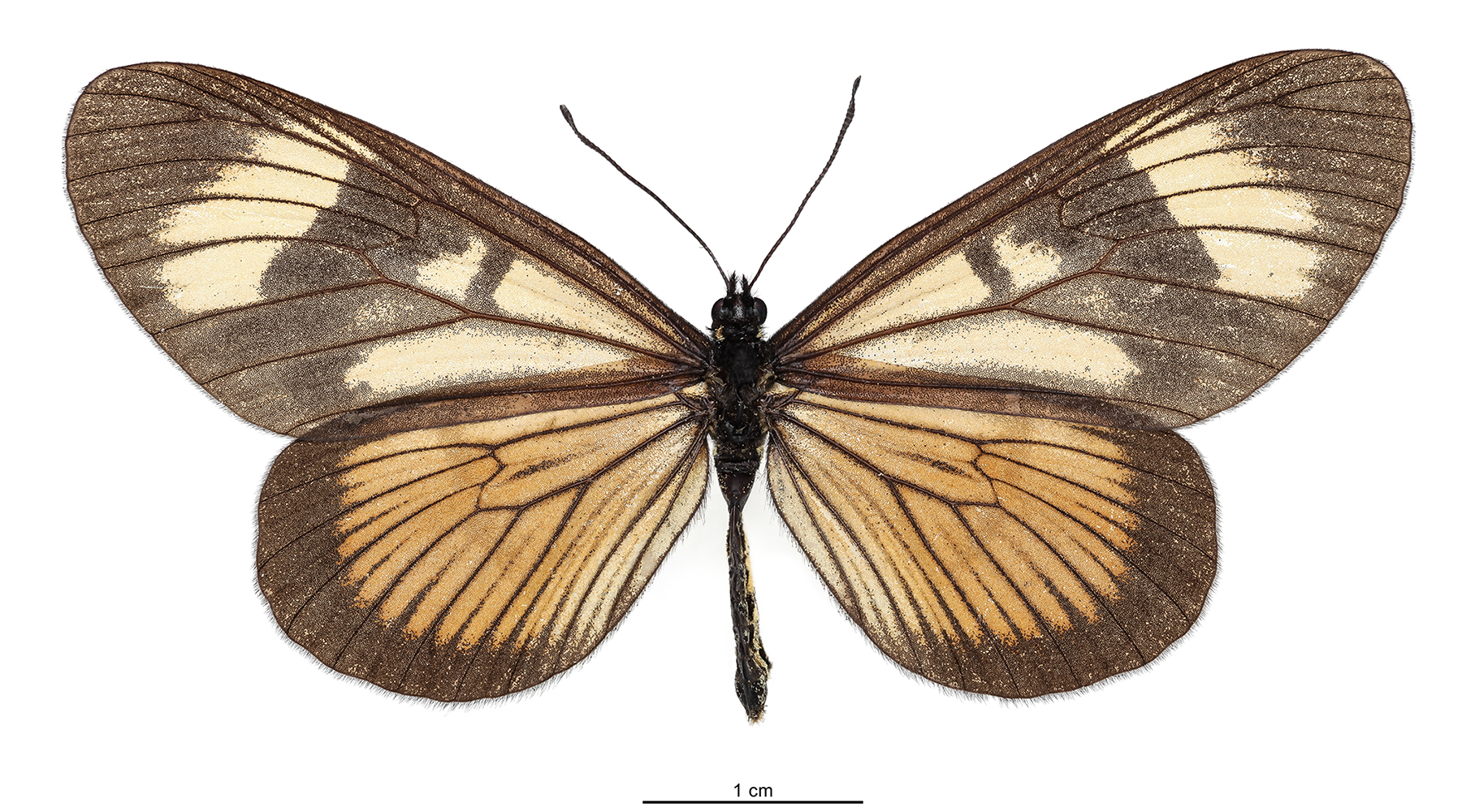 Borboleta