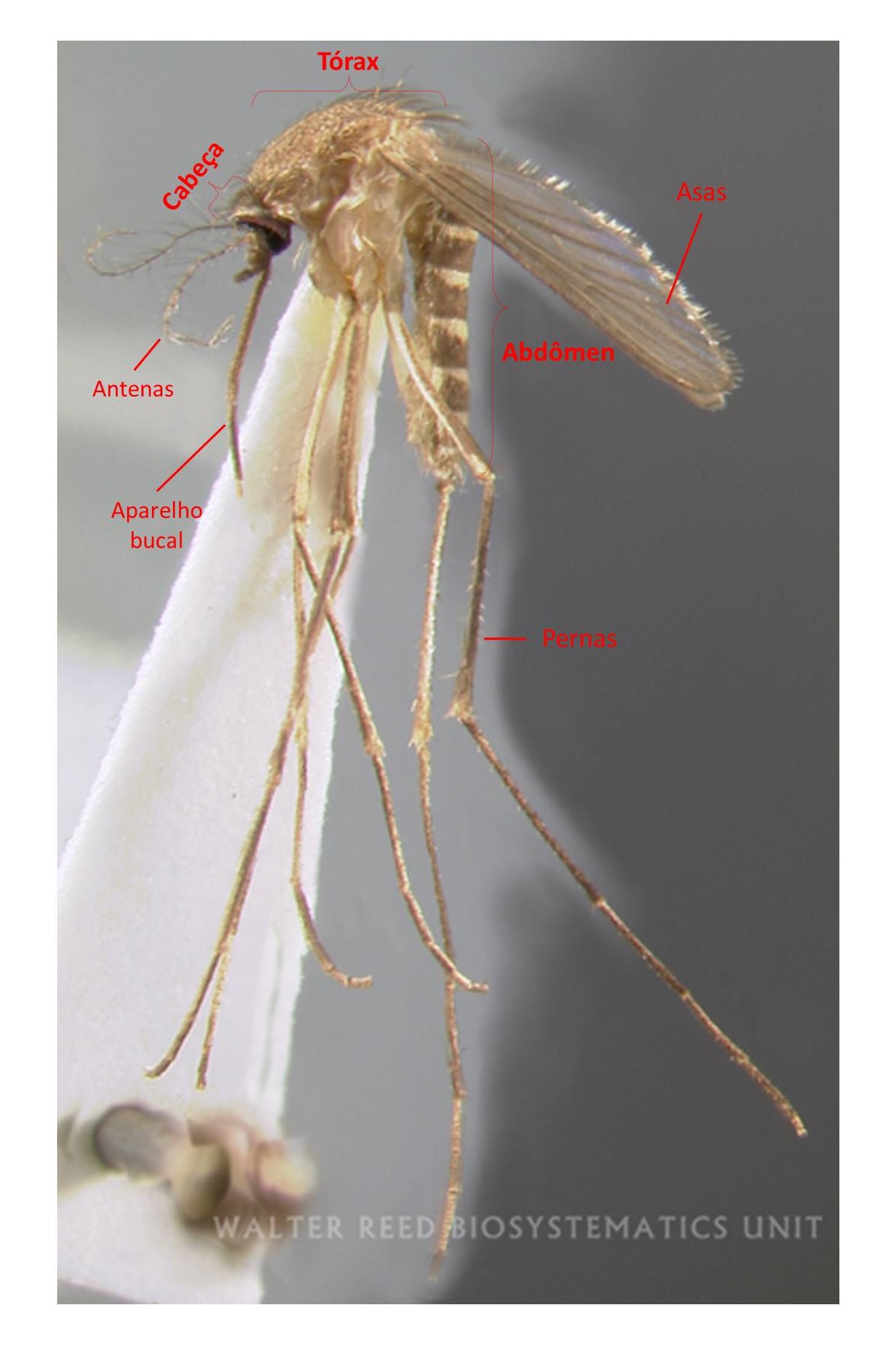 Mosquito