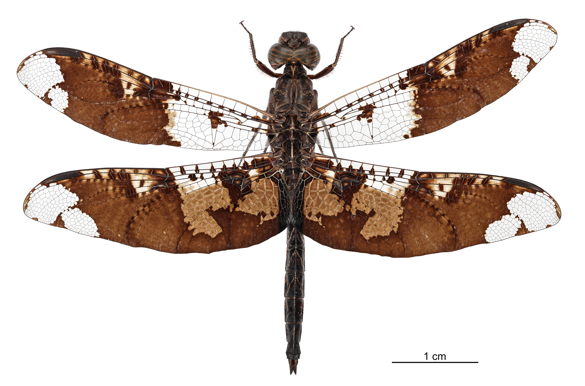 Libélula