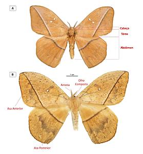 Mariposa