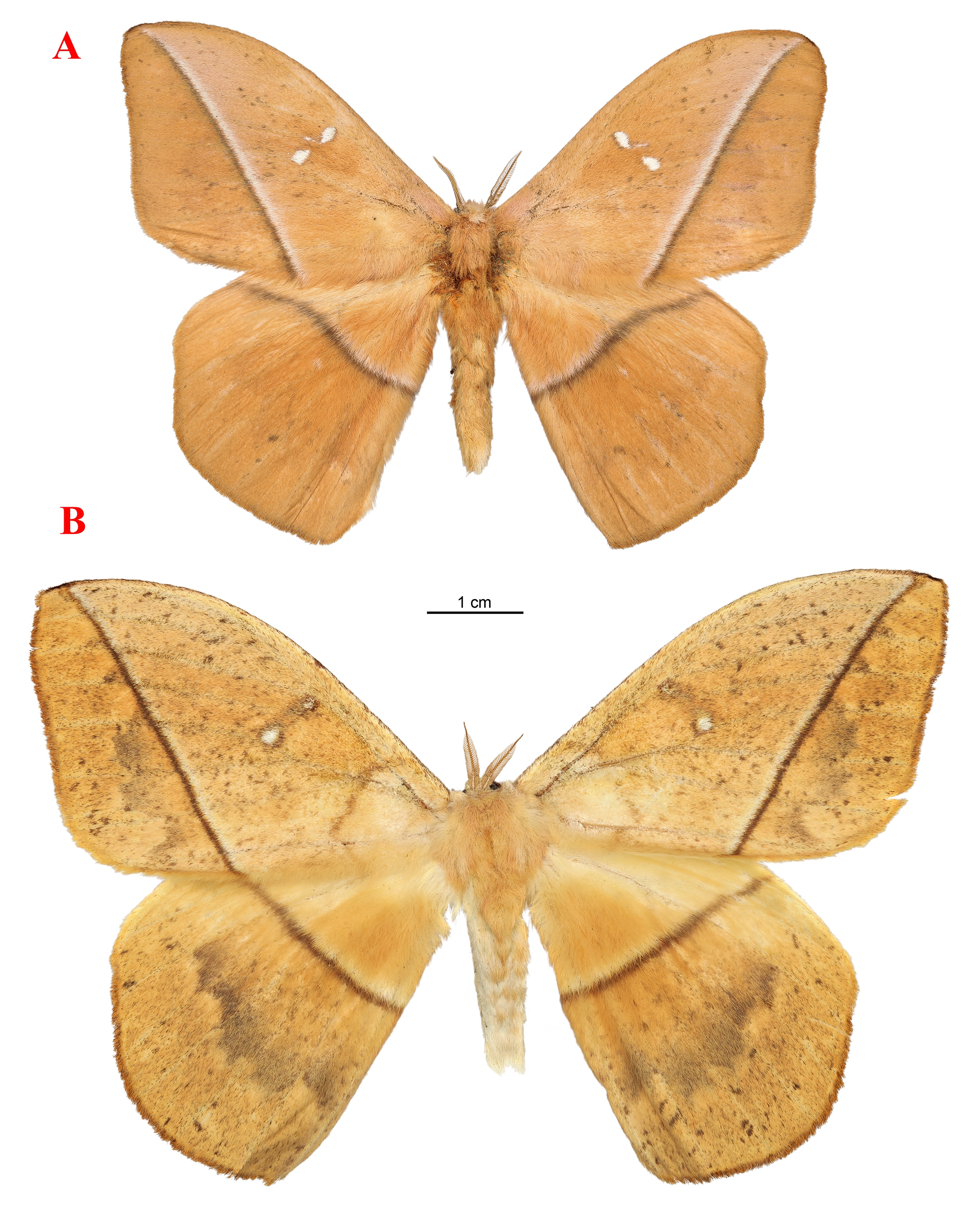Mariposa
